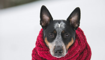 Como proteger os pets das baixas temperaturas do inverno