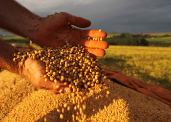 Produção de grãos do Piauí deve ter queda de 7,5% em 2024, mostra IBGE