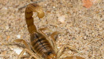 Cresce o alerta para acidentes com escorpiões que atingem animais de estimação