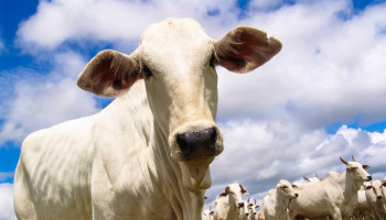 Caso brasileiro ajuda a entender melhor Doença da Vaca Louca