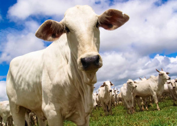 Caso brasileiro ajuda a entender melhor Doença da Vaca Louca