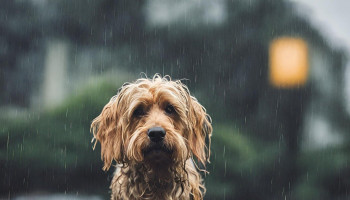 Cuidados com os pets para enfrentar as chuvas do verão