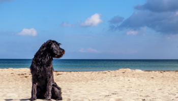 Cuidados com pets no verão: prevenção contra viroses