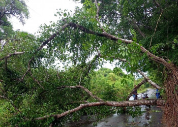 Árvore cai em cima de motociclista na zona Sul de Teresina; vítima ficou ferida