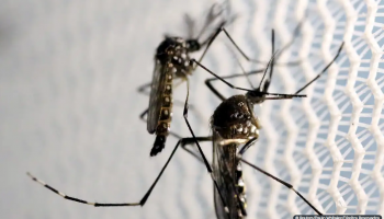Estratégia de combate ao Aedes com larvicida vira política nacional