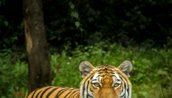 Dia Mundial dos Animais reforça compromisso global com a vida de todas as espécies
