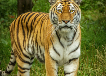Dia Mundial dos Animais reforça compromisso global com a vida de todas as espécies