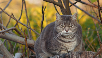 Diabetes em pets exige atenção redobrada à alimentação e ao sobrepeso