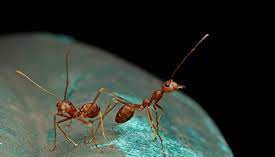 Entomofagia é comer inseto