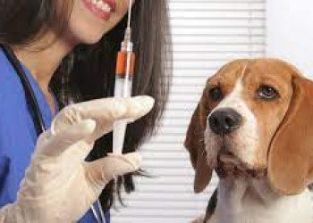 Campanha de vacinação de animais começa dia 25 de setembro