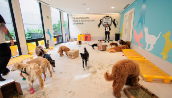 Escolas promovem bem-estar e qualidade de vida para os cães