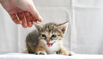 Estratégias eficazes para administrar medicamentos a cães e gatos