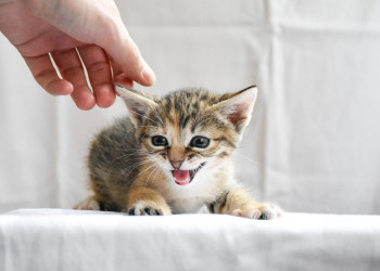 Estratégias eficazes para administrar medicamentos a cães e gatos
