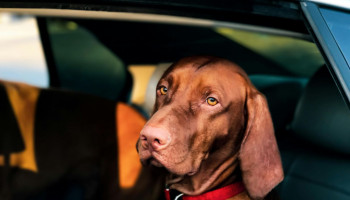 Feriado prolongado movimenta viagens com pets
