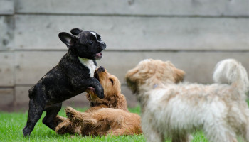 Festas Juninas: saiba o que seu pet pode (ou não) comer
