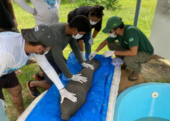 Litoral do Piauí deve ganhar base de aclimatação para animais aquáticos