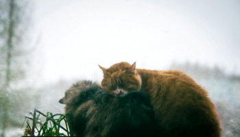 Frio intenso aumenta riscos para cães e gatos no Brasil