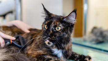 Gatos precisam de banho? Saiba quando a higiene requer ajuda