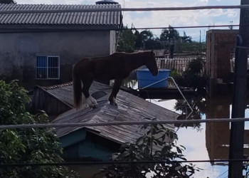 Cavalo Caramelo é resgatado de telhado onde ficou ilhado durante enchentes no RS