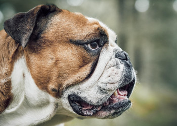 Hipertensão em animais exige diagnóstico preciso e monitoramento contínuo