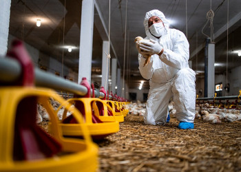 Gripe aviária: Governo decreta estado de emergência zoossanitária em todo o país