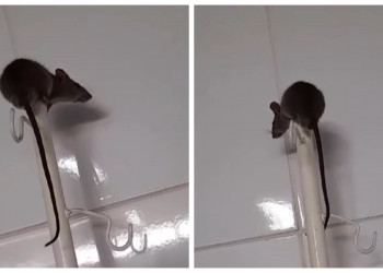 Rato é flagrado dentro de enfermaria no HUT