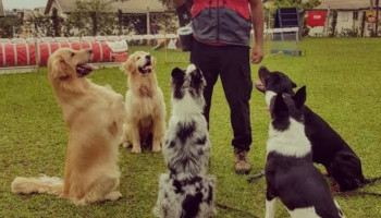 Escola pra cachorro completa um ano e faz sucesso em Teresina