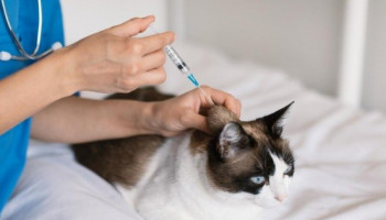 Imunização preventiva protege pets de doenças fatais