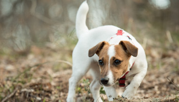 Com criança, evite ter esses cães em casa