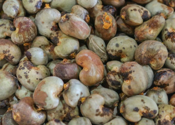 Piauí exporta mais de 25 toneladas de castanha de caju para a Itália