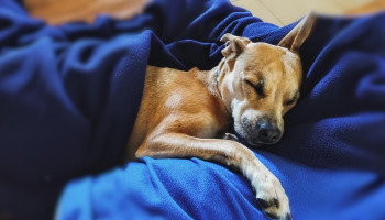Limpeza do espaço do pet reduz riscos e fortalece cuidados preventivos