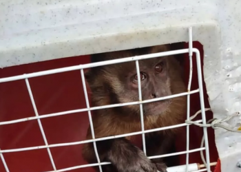 Macaco flagrado amolando faca no Piauí é capturado pelo Ibama