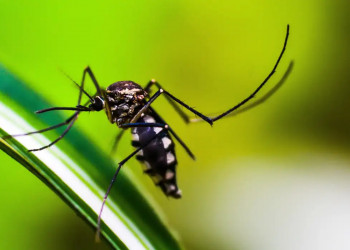 Brasil registra 391 mortes por dengue e 1,5 milhão de casos prováveis