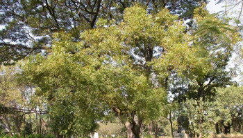 Proteção florestal