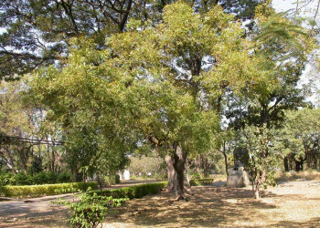 Proteção florestal