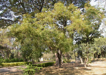 Proteção florestal