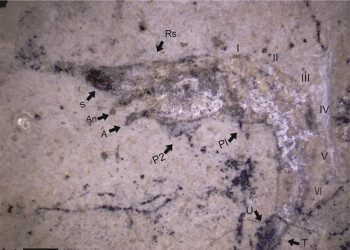 Fóssil de nova espécie de camarão com 90 milhões de anos é descoberto no Piauí