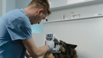Prevenção veterinária transforma o cuidado com os pets no Brasil