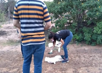 Corpo de recém-nascido é encontrado dentro de sacola em lixão no Sul do Piauí
