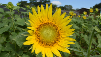 A Foto do Piauí Hoje