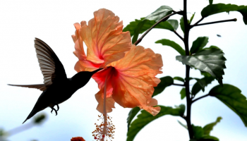 A Foto do Piauí Hoje