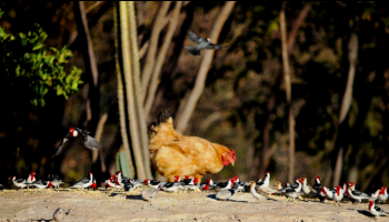 A Foto do Piauí Hoje