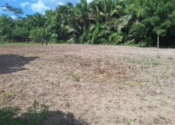 Sem chuvas, agricultores temem seca inédita em Teresina