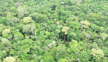 FAO reconhece contribuição da Embrapa para criação de tecnologias de manejo florestal