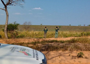 Taxa de desmatamento teve queda de 52,21% no Piauí, diz o INPE