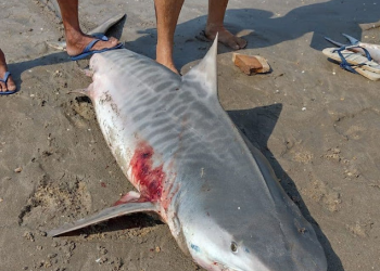 Tubarão de 1,5 metros é capturado e morto por pescadores na praia de Atalaia