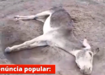 Animais são assassinados a tiros na zona rural de Boa Hora, denuncia morador