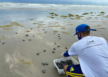 Mais de 80 tartarugas marinhas nascem em praia de Luís Correia; vídeo