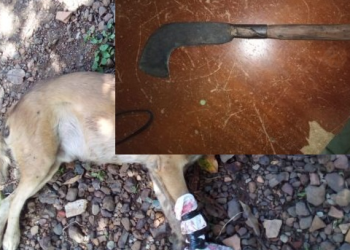 Lavrador é preso acusado de matar cachorro com golpes de foice no Norte do Piauí