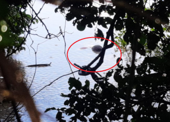 Pescador encontra corpo de homem que foi arrastado pelas águas do Rio Longá